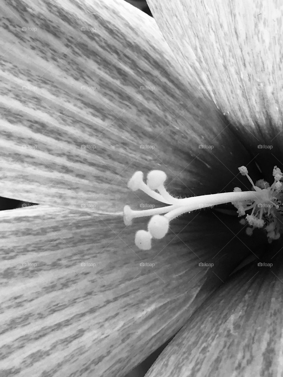 Inside the Flower