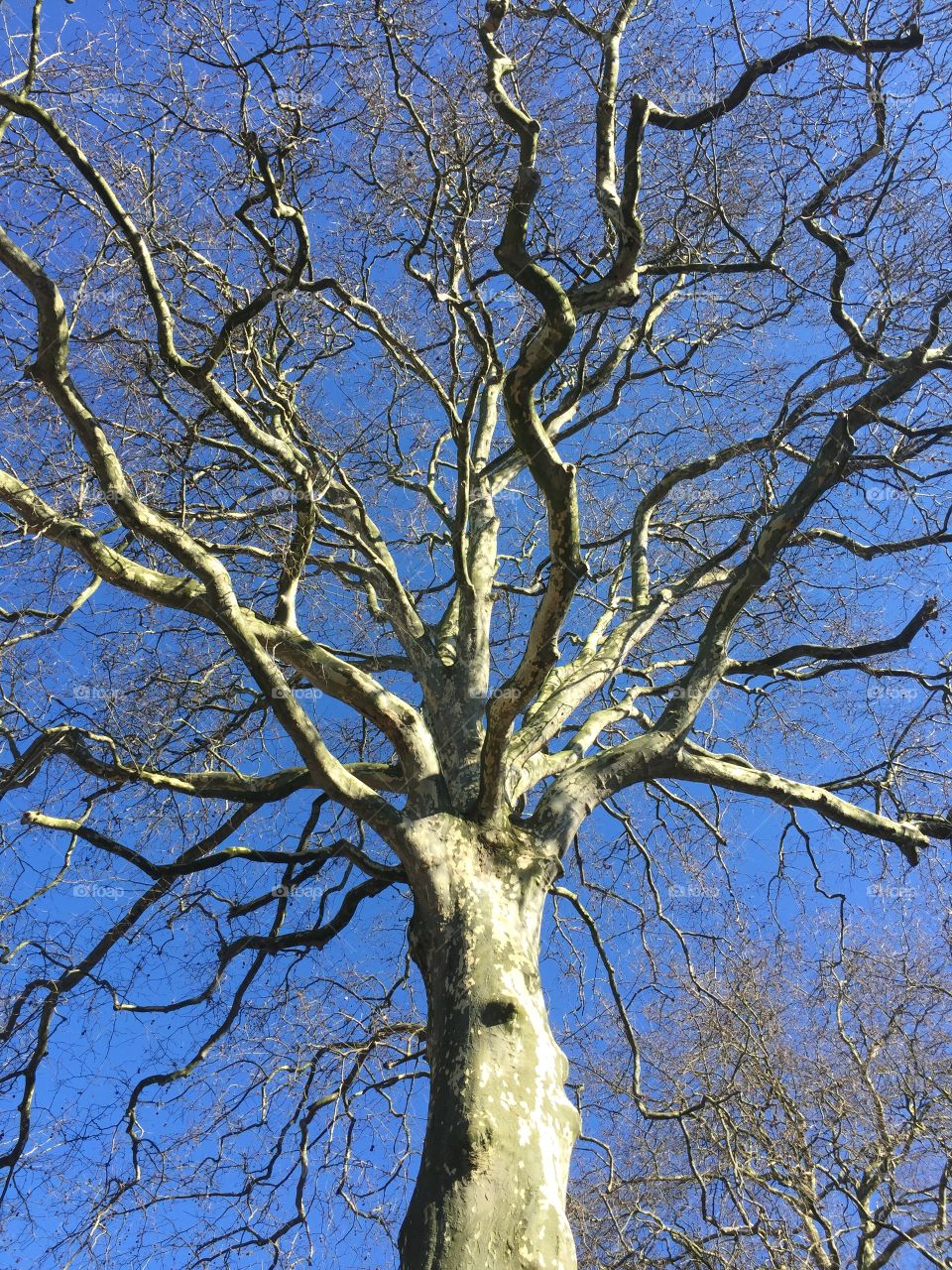 A beautifully sunlit tree in late winter 