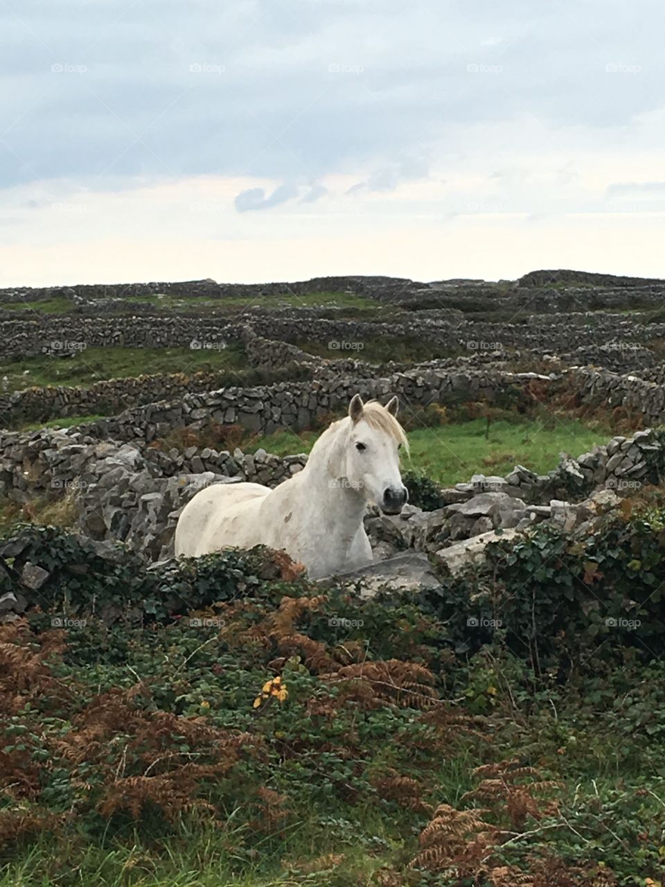 Aran Island Pony