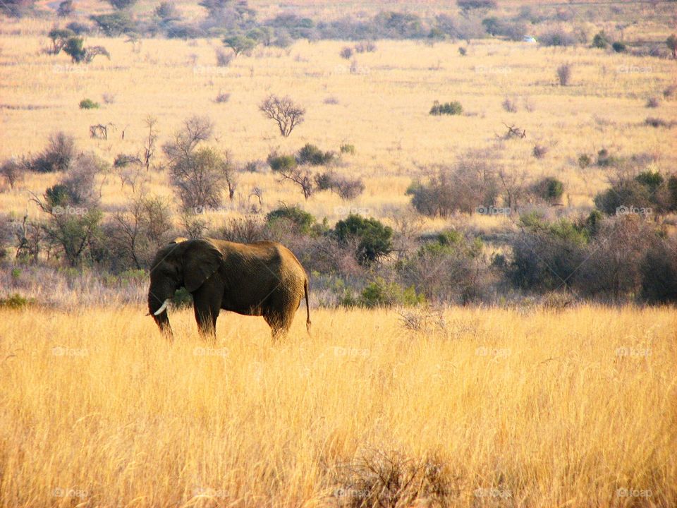 elephant in south Africa reservation