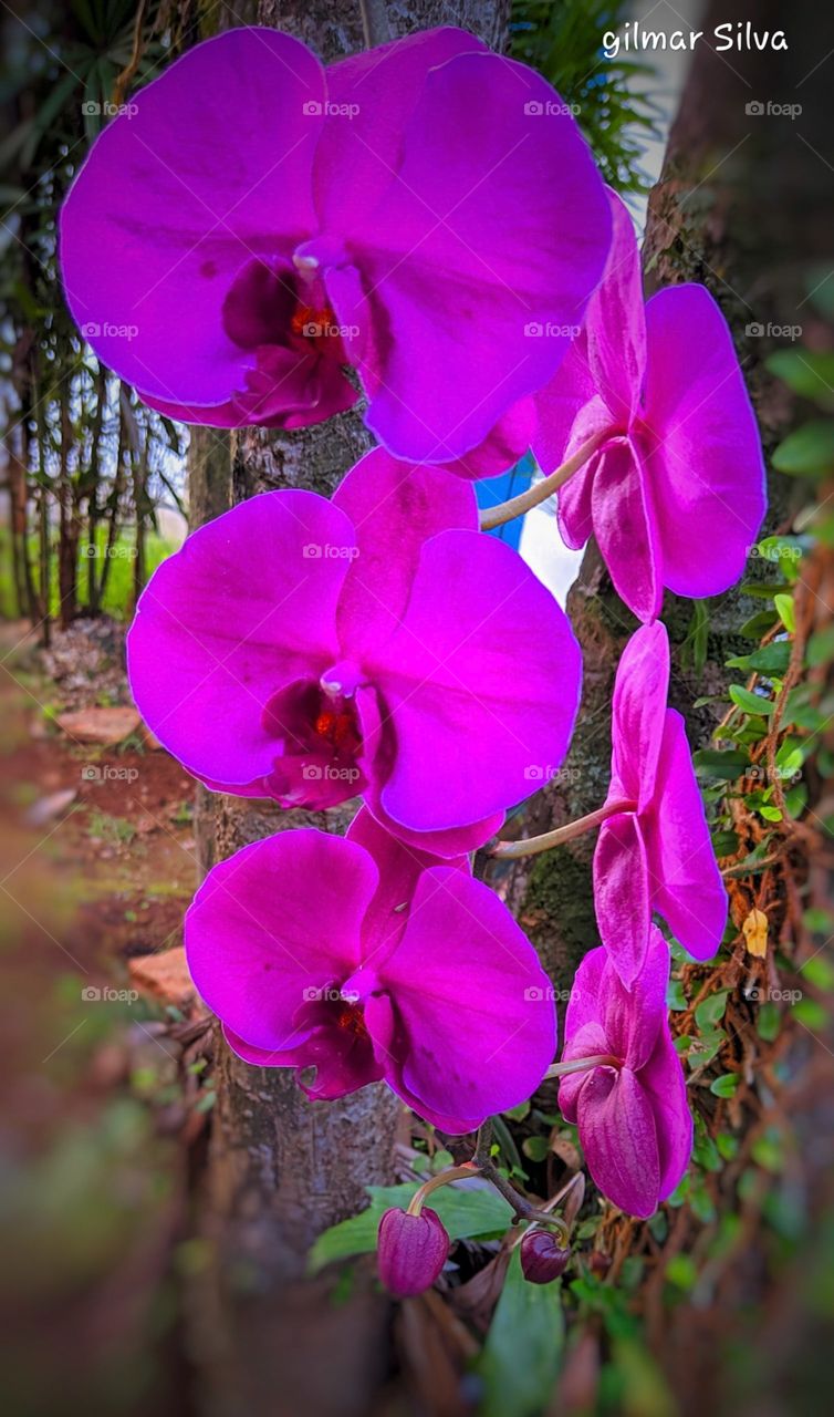 orquídea
