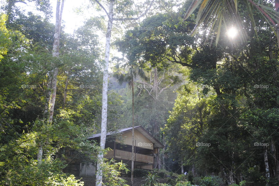a home in the forest