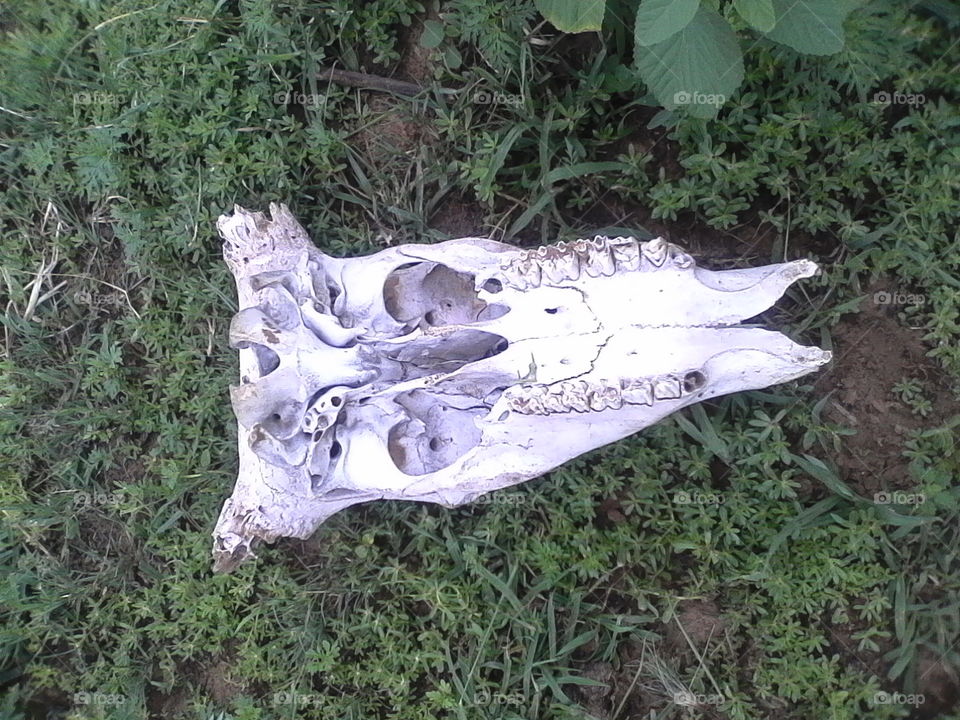 Skull in garden