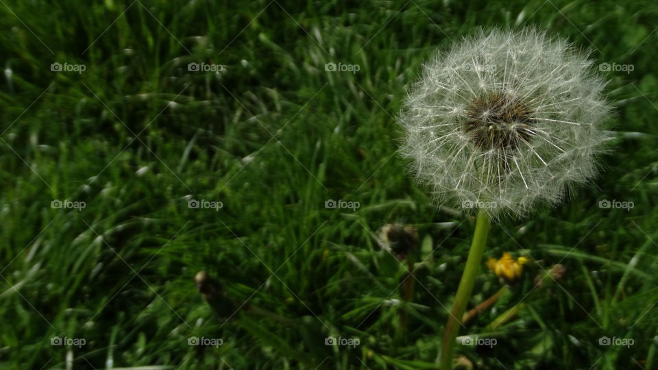Grass, Flora, Nature, Summer, Dandelion