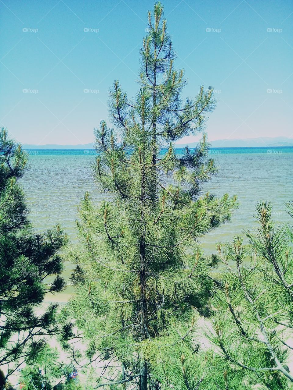 South Lake Tahoe View.