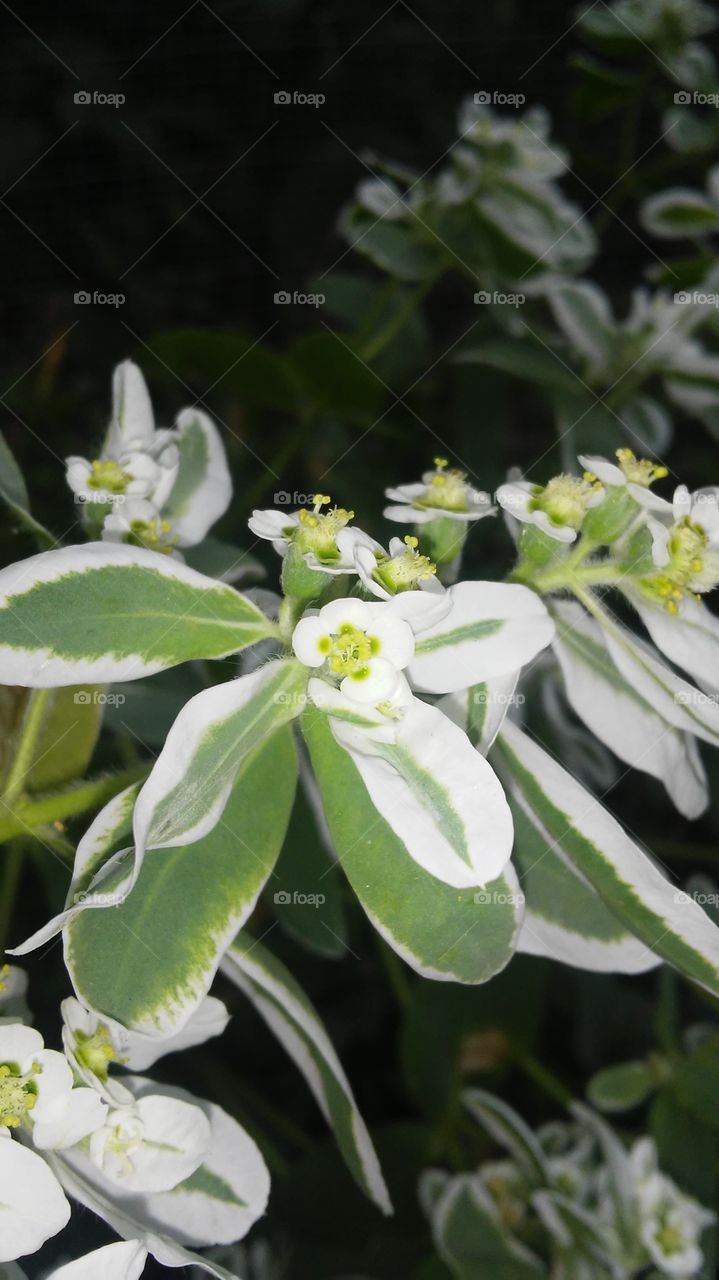 Nature, Flora, Flower, Leaf, Garden