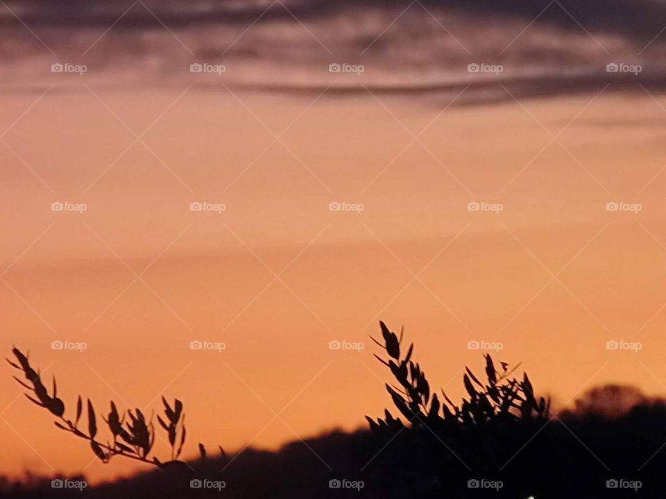 Background with suggestive sunset and with leaves of olive branches in the foreground