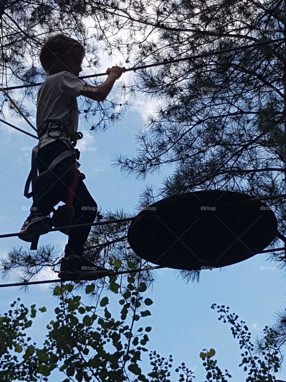 High in the tree