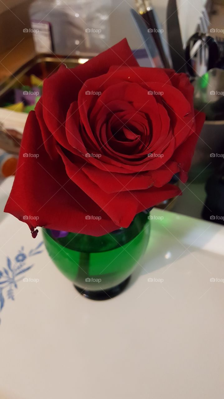 rose in a green vase