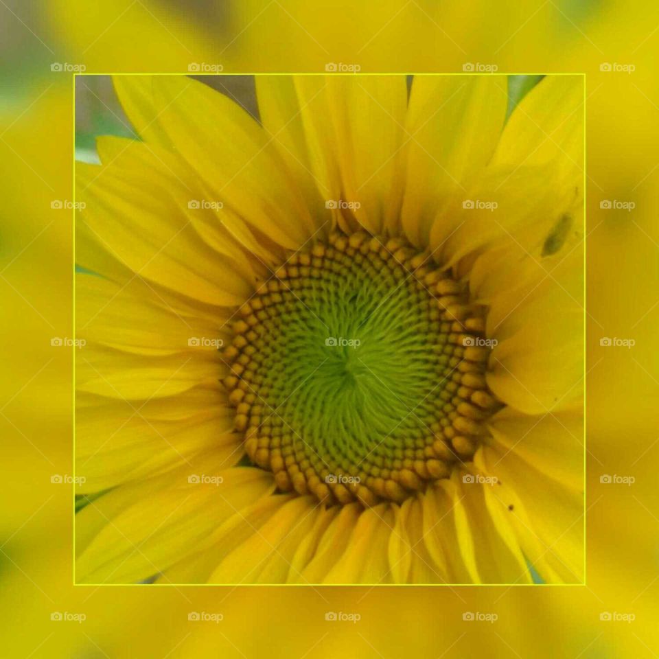 Sunflower, Flower, Summer, Nature, Flora