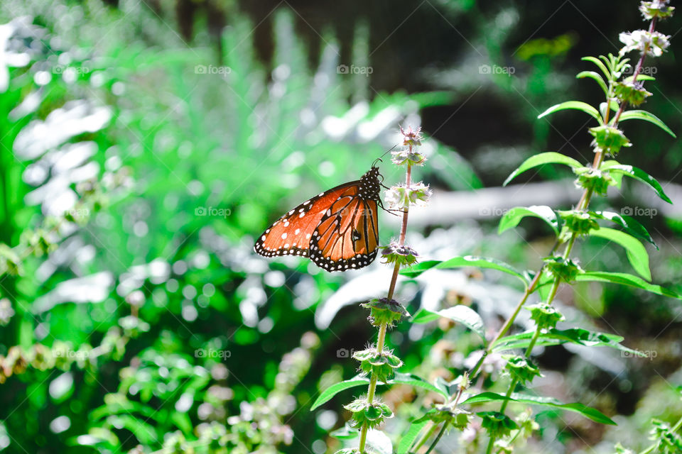 Orange butterfly 