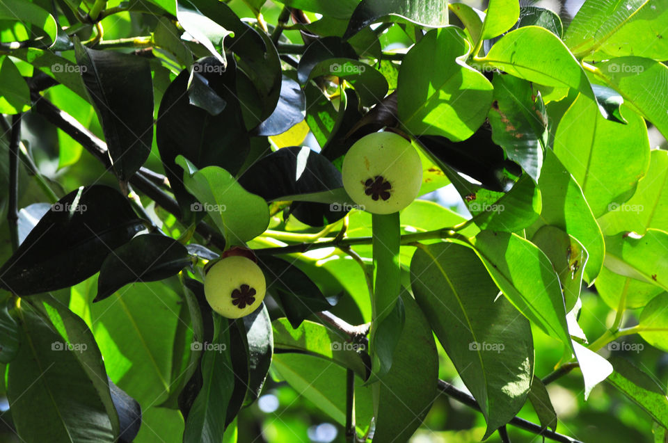 mangosteen