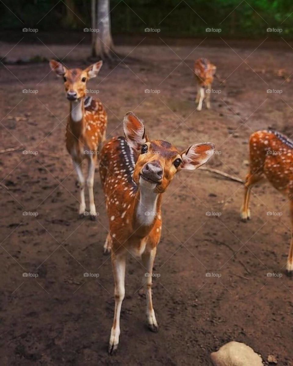 deers |  dotted deers | sri lankan zoo animals | dehiwala national zoo |   click by i phone x | i cam quality