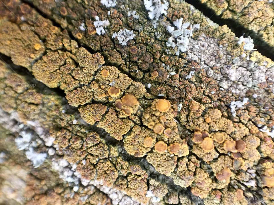 Wood moss