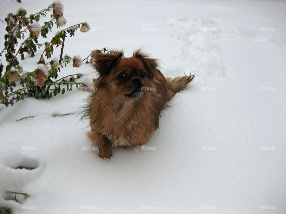 Dog in the snow