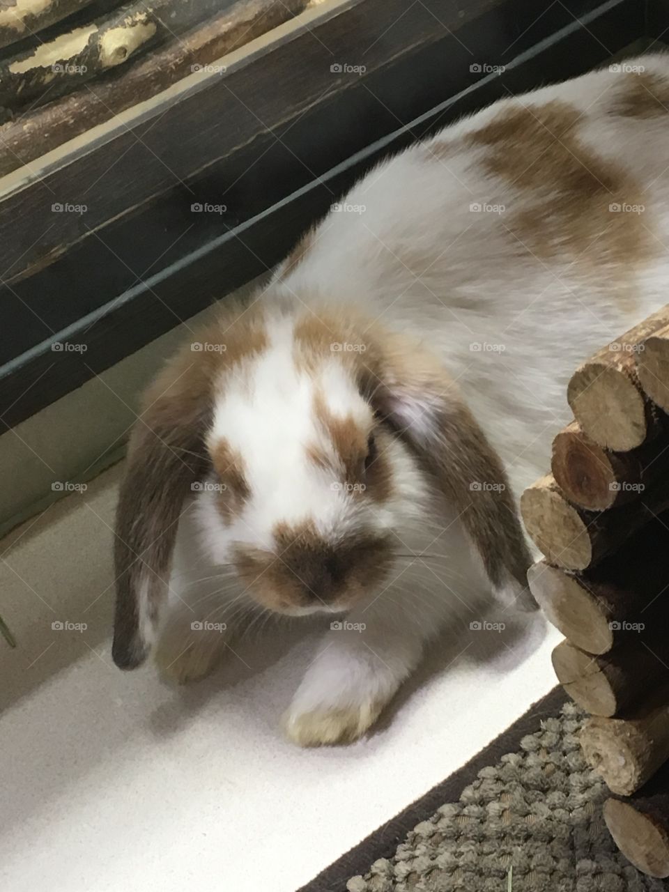 Bunny at the pet store 