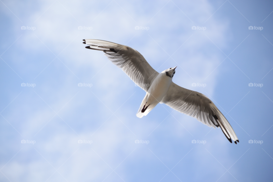sea flight fly seagull by lewis.blythe.1