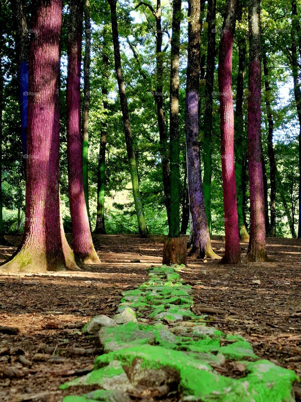 the colored forest