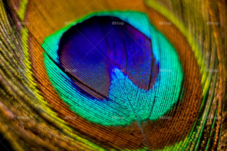 Macro of a peacock feather by argyllsbeard