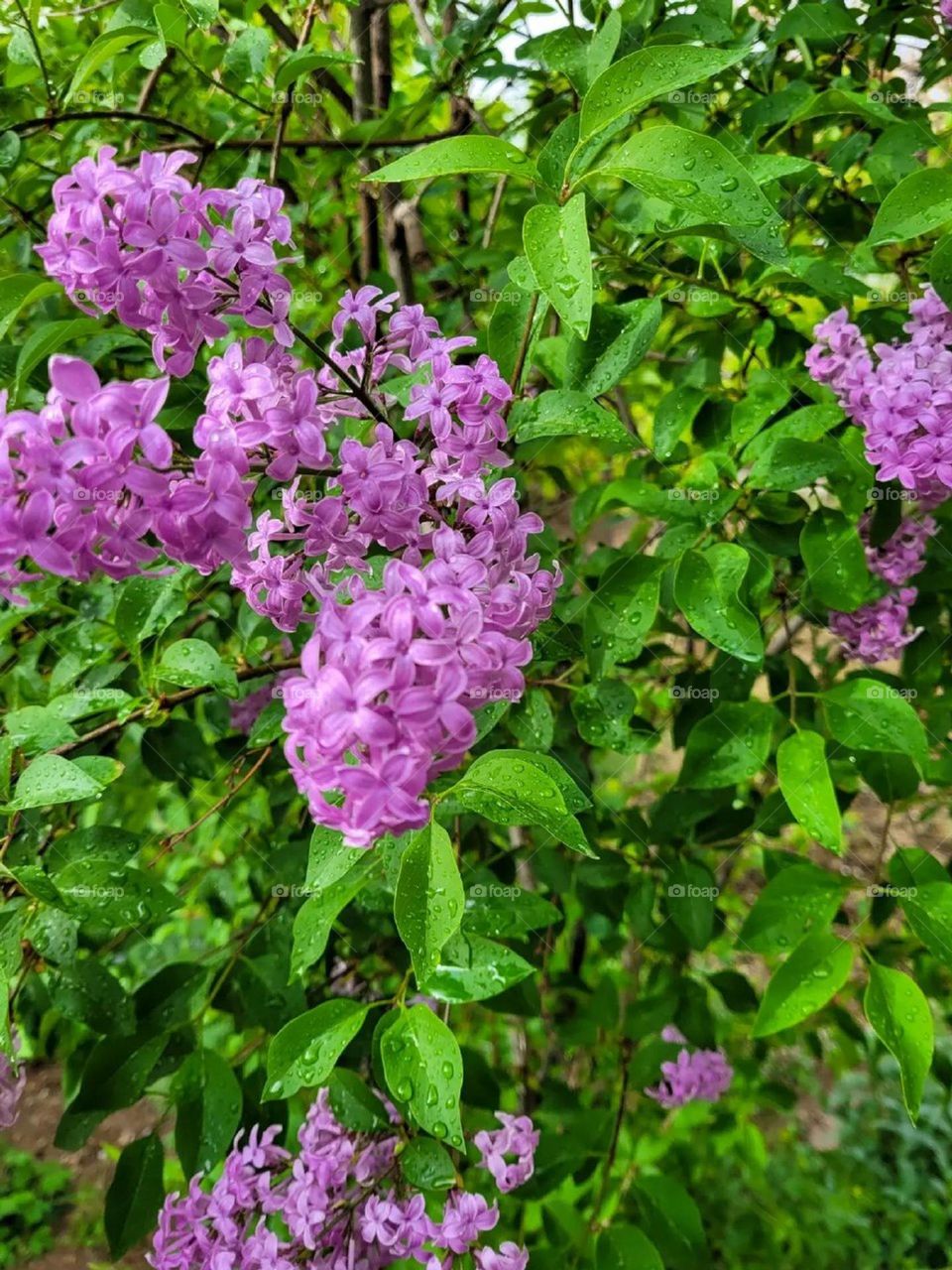 The green nature of spring is step by step covered with purple flowers... and the scent of jasmine in the air!