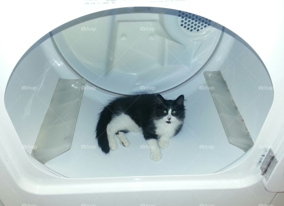 Always check the dryer. Found cat resting in dryer