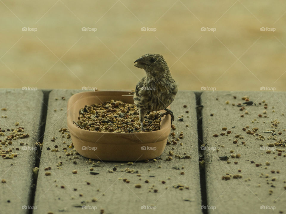 Wild bird on food container