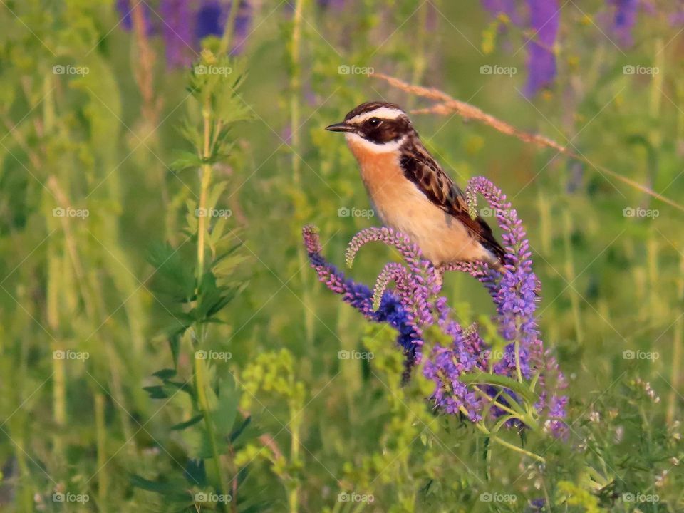 Bird of the summer meadow