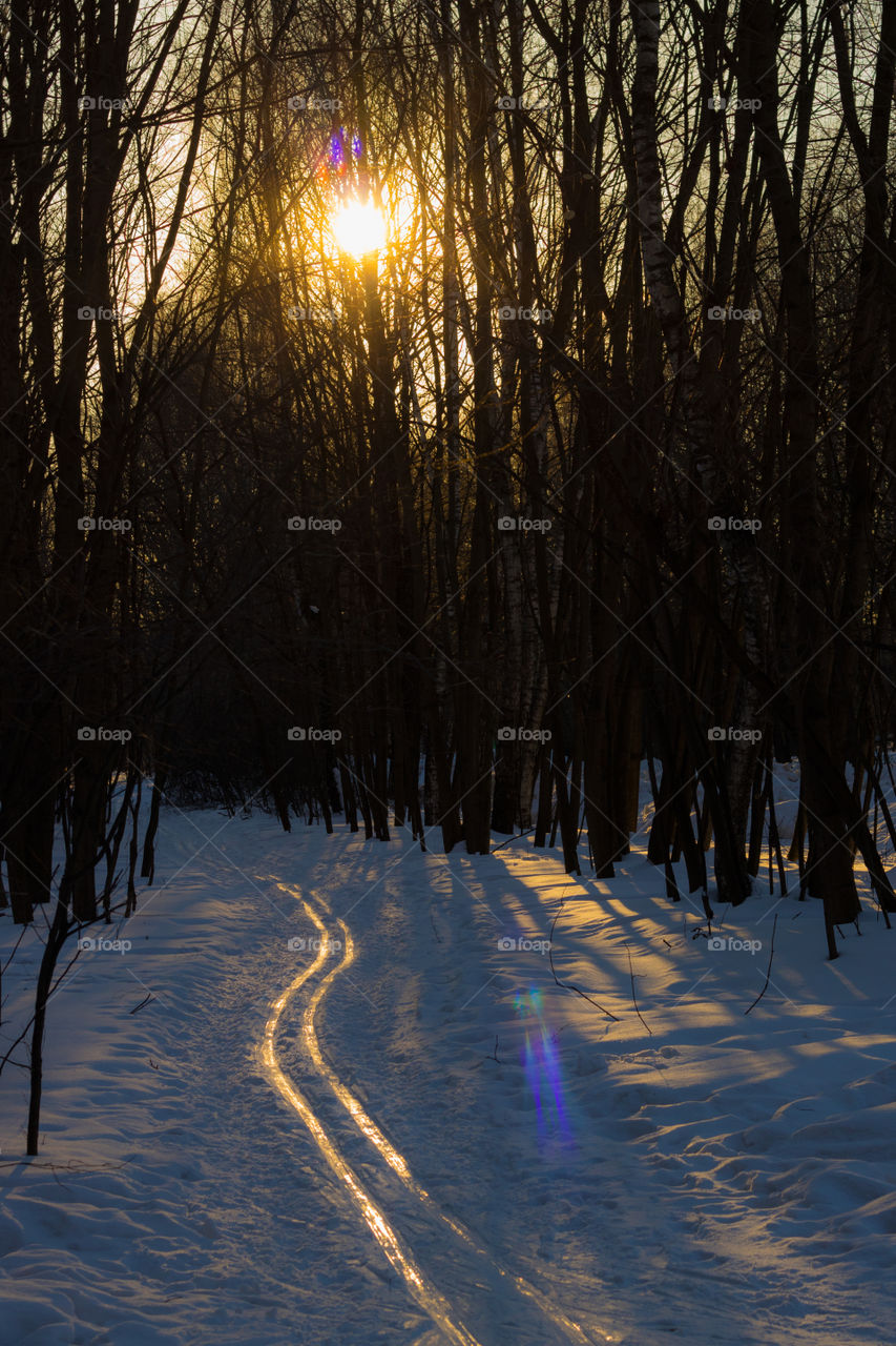 The ski reflects the sunlight at sunset in the forest in winter