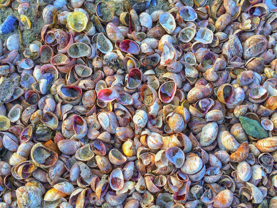 Full frame of seashells