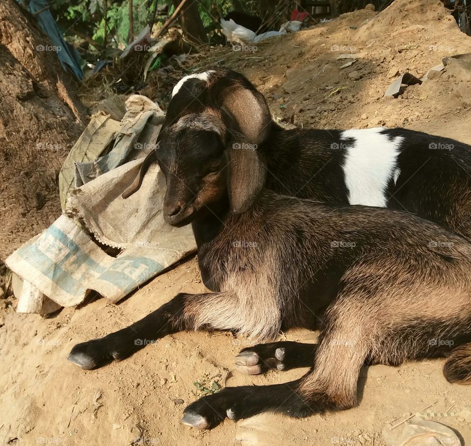 Two not so baby goats