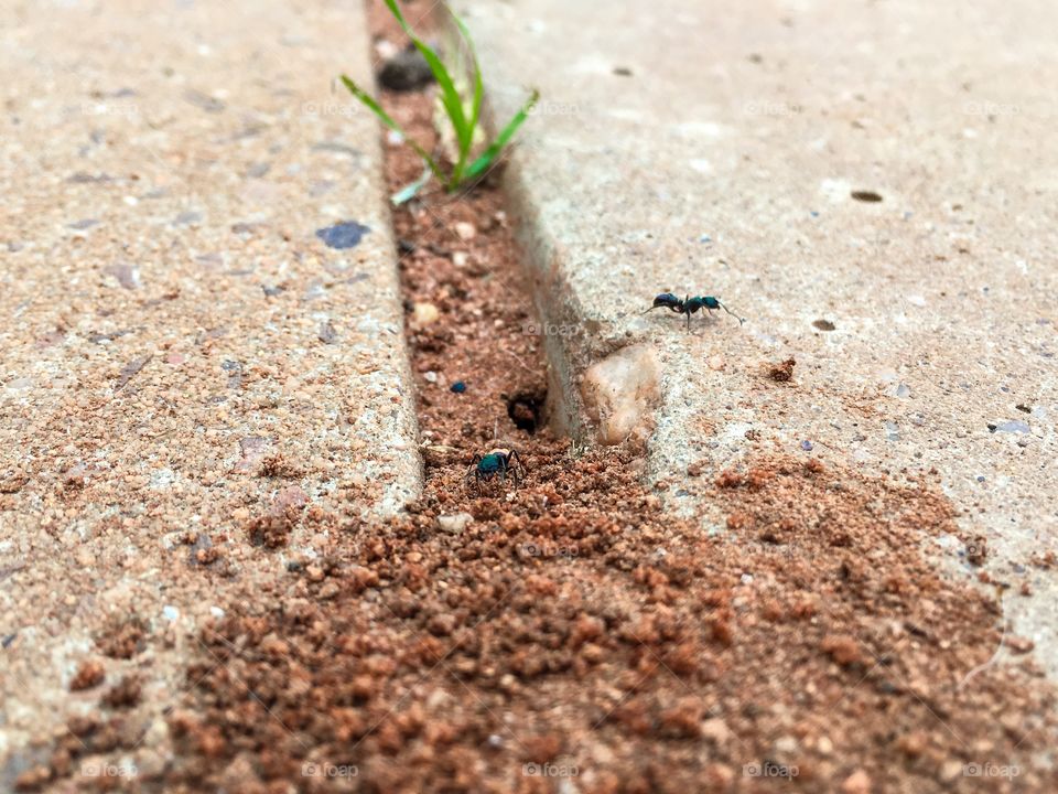 Worker ants near hole to nest closeup iridescent colours
