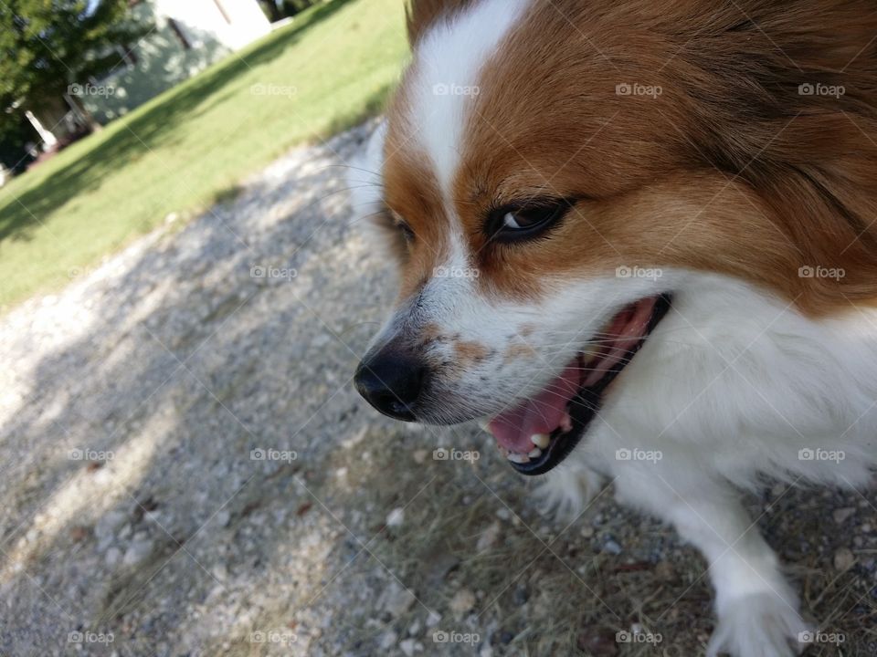 Sly smiling Papillion