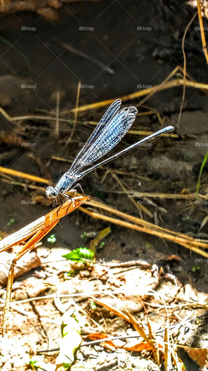 Dragonfly on the banks of the Brazos River