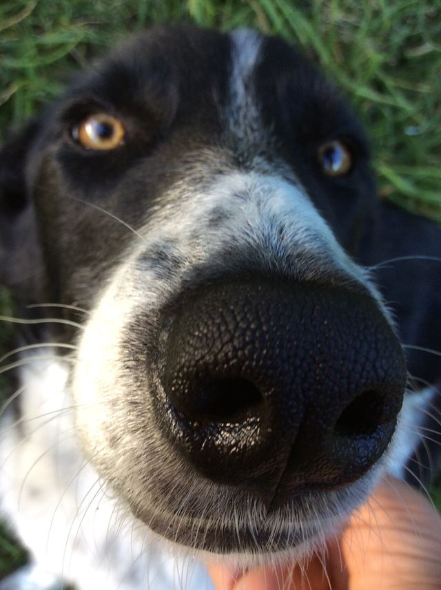 Perro