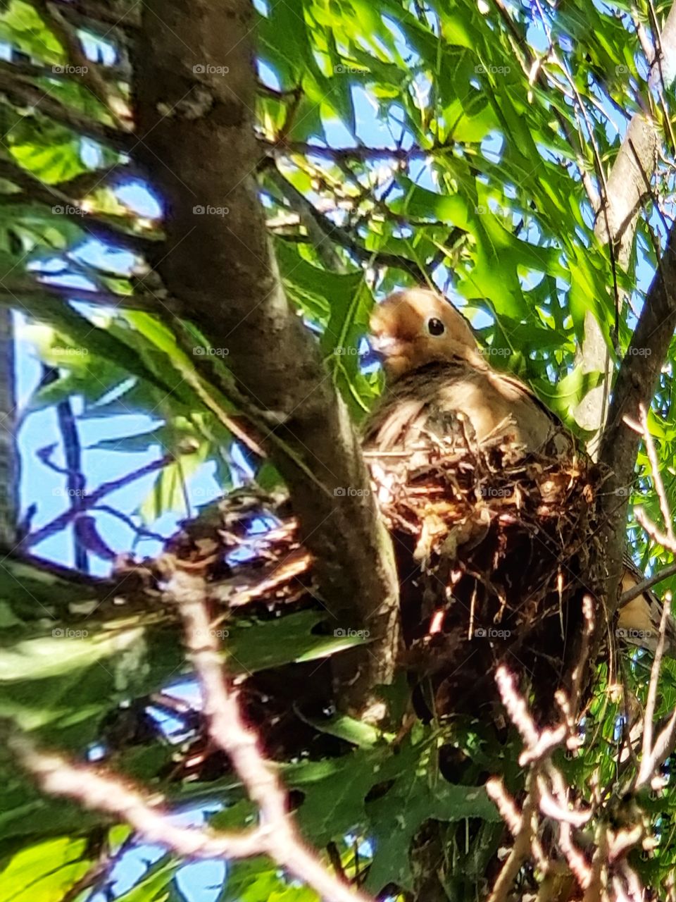 Looking at the camera.