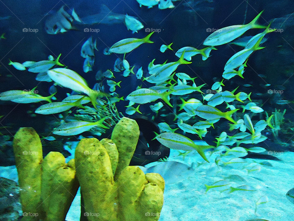 Under the Sea ( Series )