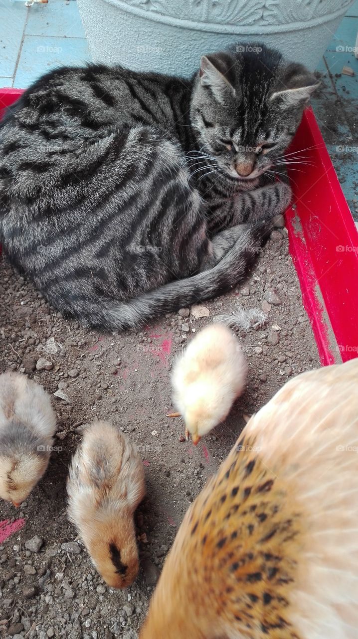 A little cat and a lot of chicks