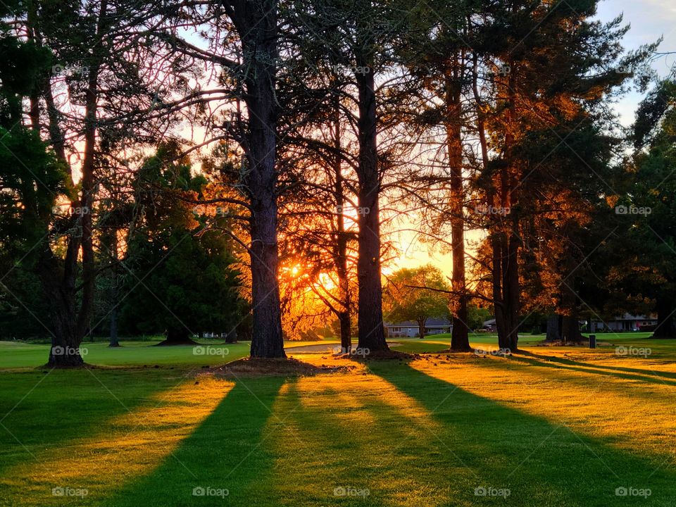 long shadows of golden hour