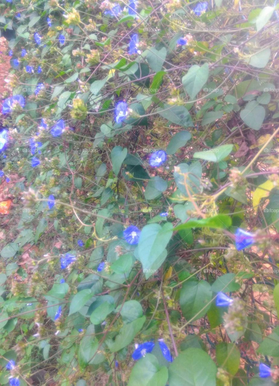 Beauty of Little Blue Flowers