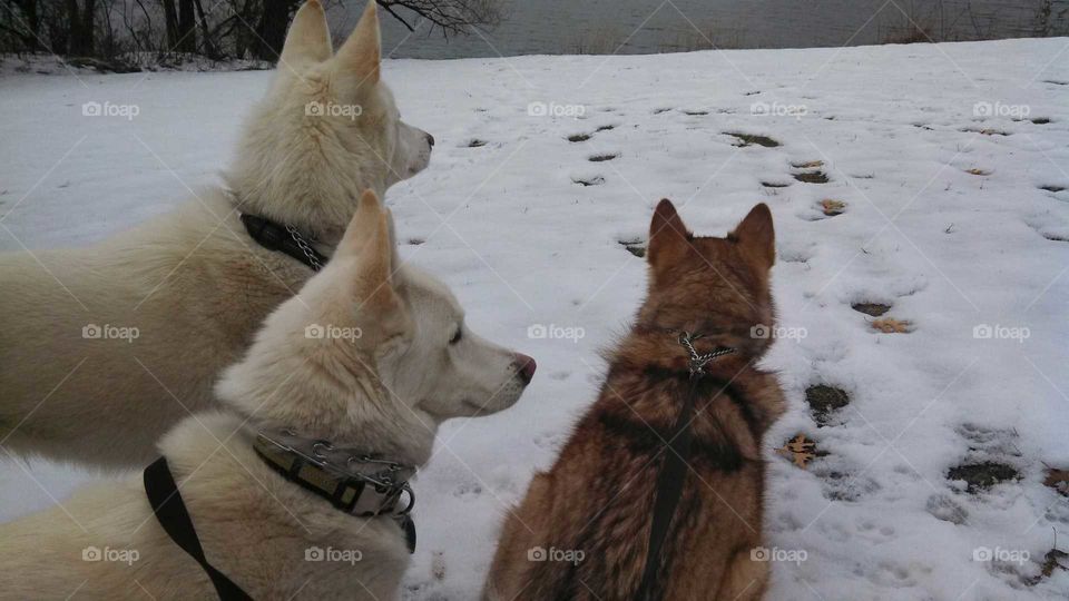 Snow, Dog, Mammal, Winter, Canine