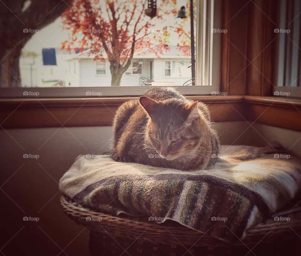 Tabby Cat in Window