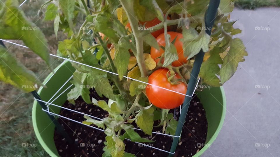 tomatoes