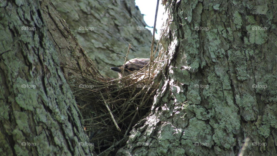 Bluebird in a tree