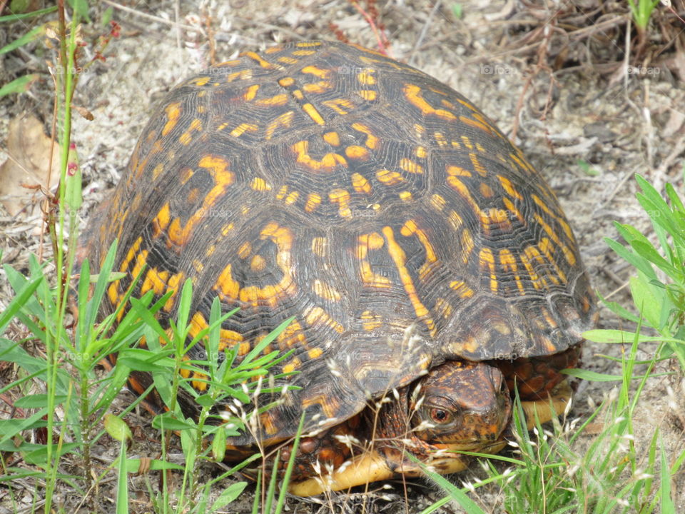Eastern box turtle