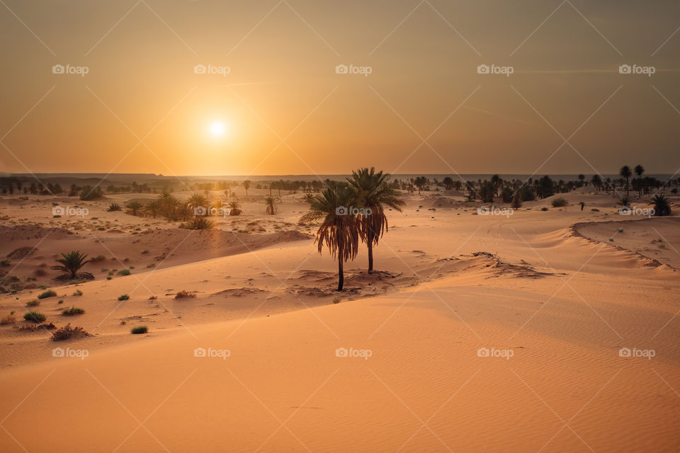 algeria sun 