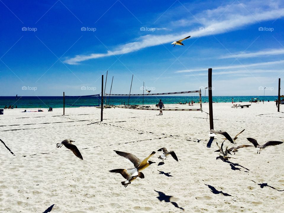 Seagulls flying over Panama City Beach