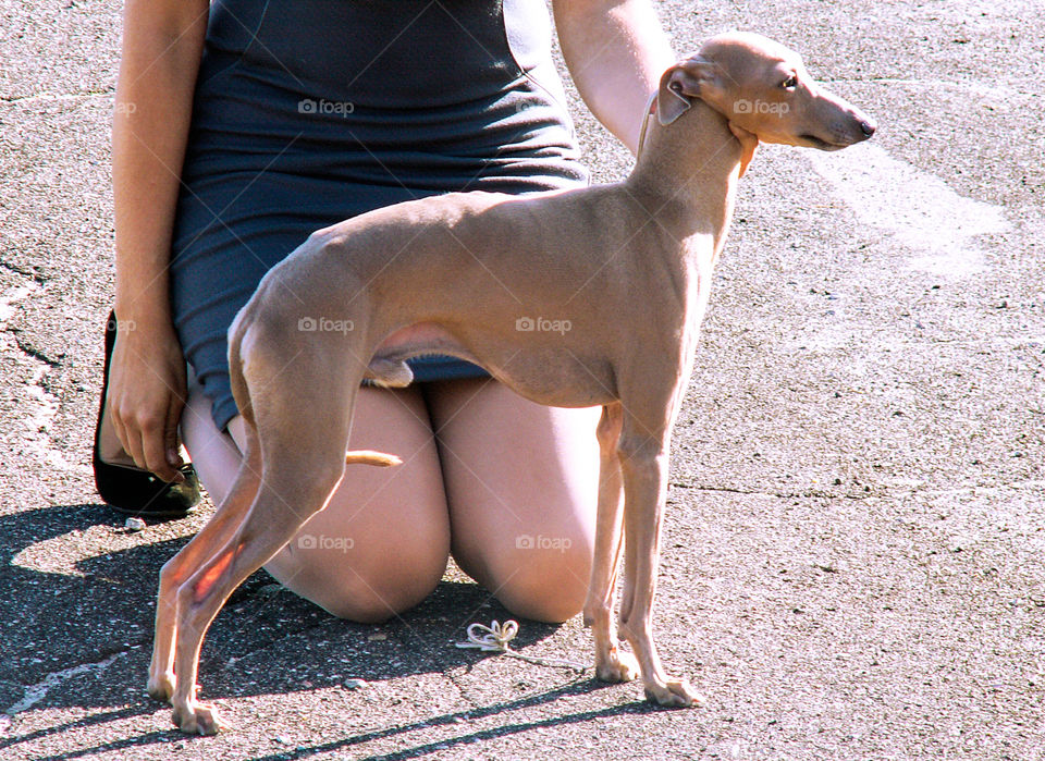 A dog on a leash