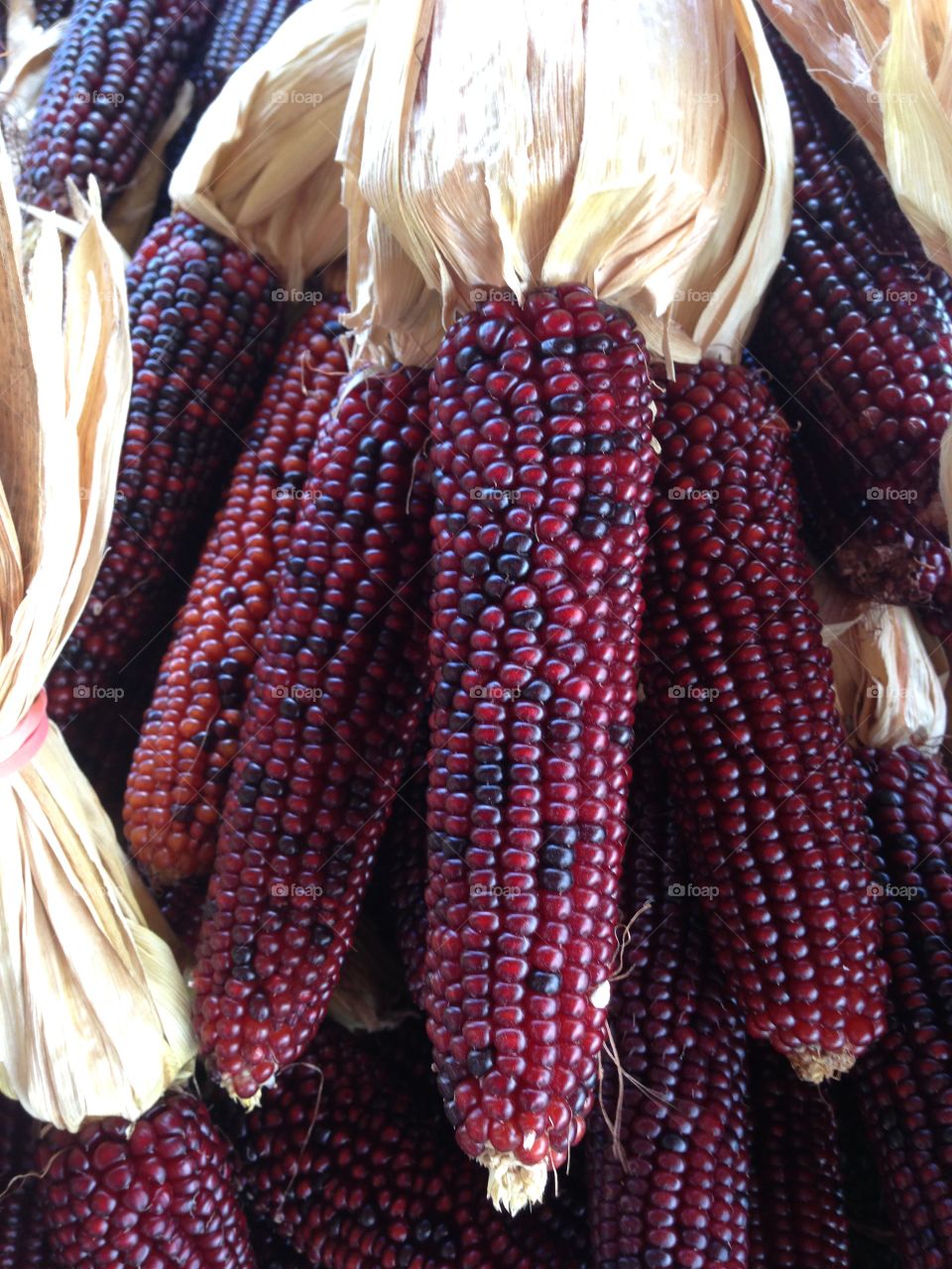 Indian corn