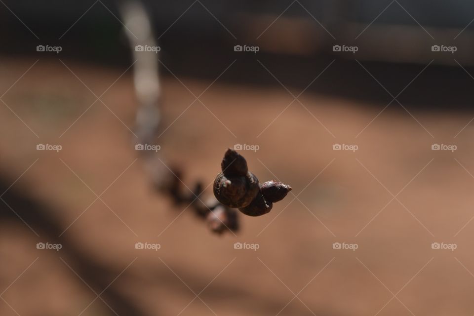 Apricot tree buds on branch head on