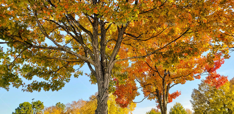 Fall signals leaves to change to brilliant colors on the trees.
